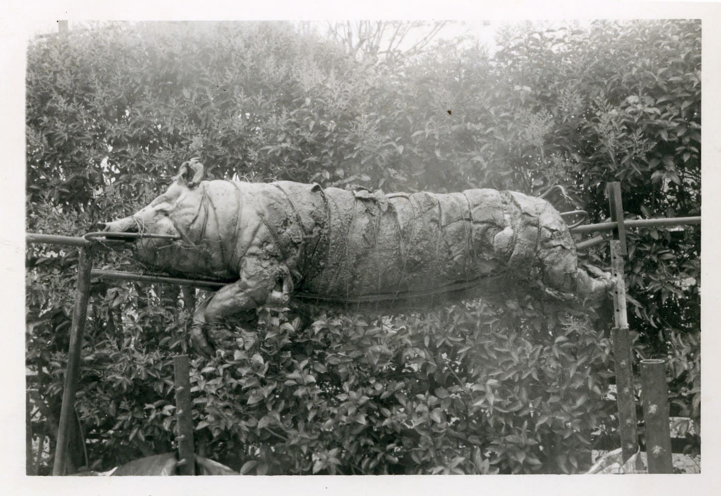 A large animal walking through some bushes