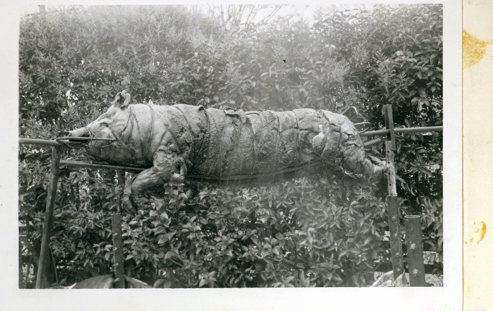 A rhino is standing in the bushes and trees.