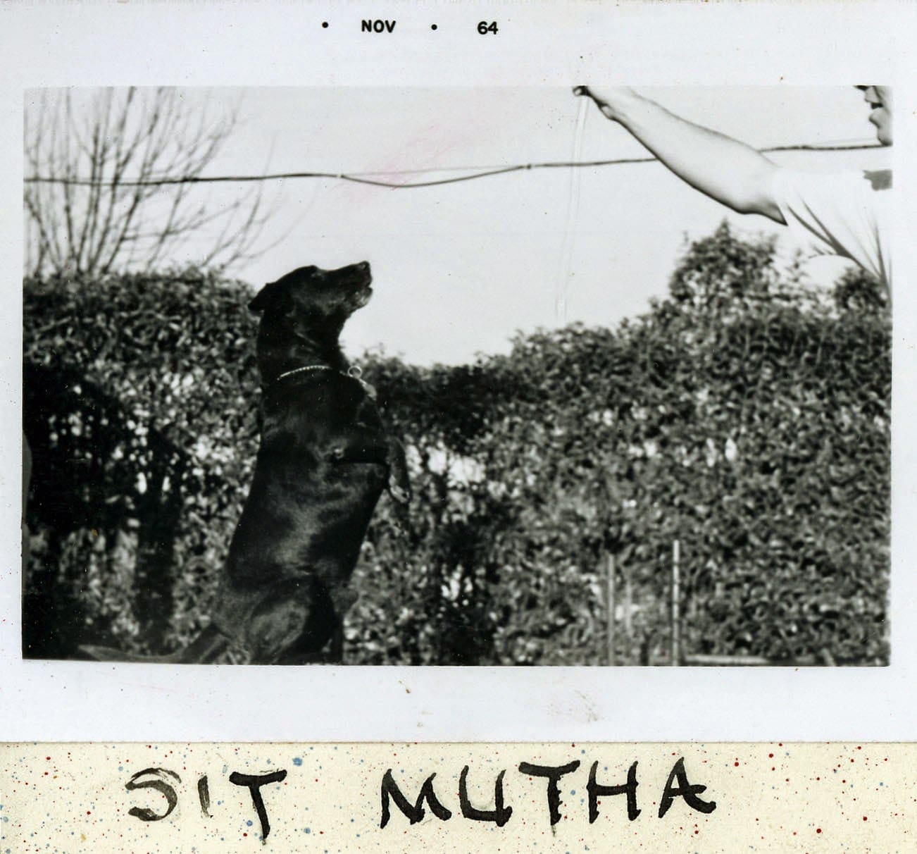 A black and white photo of a bear in the woods.